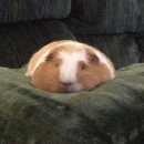 무코
