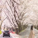 (여행) "너무 이뻐서 전국에서 찾아온다" 벚꽃길 핫플레이스 10곳 이미지
