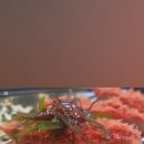 [오이도 점심맛집] 해초랑 함께 먹는 화려한 돈까스, 누엘아토 돈까스