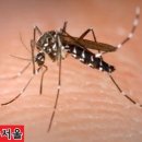 뎅기열(Dengue fever) 이미지