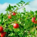 문영미농장 이미지