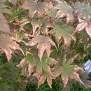 단풍나무 이미지