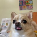 모네일(MoNail) 네이버블로그