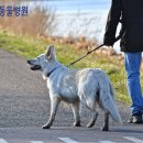 강아지산책 이미지