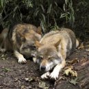 모아 동물병원 이미지