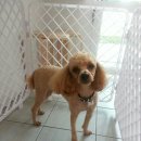 핑코애견 이미지