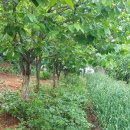 길원농장 이미지