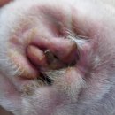 코카 24시 동물병원 이미지