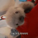 인형같은 새끼 해달.gif 이미지