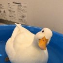 산청한방오리 이미지