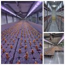 신흥농장2 이미지