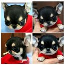 정퍼피클럽 이미지