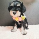 루스켄넬 이미지