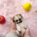 내품안의반려견 은평점 이미지