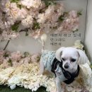 인방동물의료센터 | 안양 인방동물의료센터 슬개골 상담과 수술 후기