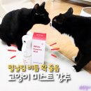 세이프헬스케어 | 강아지 고양이 각질 비듬 케어템, 빗질 전엔 자유펫 화이트에센스미스트!