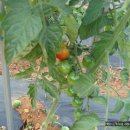 인영농장 이미지