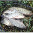 노진낚시터 이미지