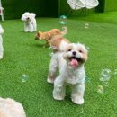 멍찌애견유치원 이미지