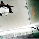 (주)유니엠 | 엑스퍼트 XSPURT 데상트야구용품