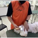 선사애견 이미지