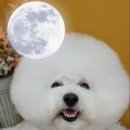 로댕 펫 살롱 이미지