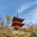 일본 교토여행-벚꽃(4.7-9)
