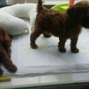 위드독스 샵 이미지