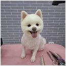 우리 펫 살롱 이미지