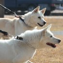 경북대학교 수의과대학 부속동물병원 이미지