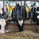 철원목장 이미지