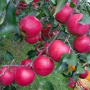 덕고개농장 이미지