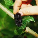 굿모닝농장 이미지