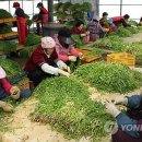 청정미나리영농조합법인 이미지