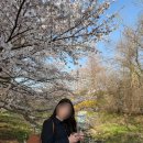 인천대공원(정문) | 인천대공원 벚꽃 실시간 후기, 이번 주말까지 가능한 봄나들이 포토스팟 데이트 코스 추천