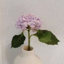 봄을담다 | [핑크 수국 한 송이로 봄을 담다] 꽃선물 고민이라면 베다니꽃집 생화수국 주문 찐 후기