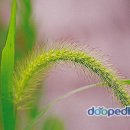 강아지풀 이미지