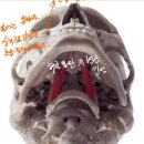 뉴바디휘트니스 | 압구정PT 카이든선생님 뉴 호흡교육후기