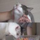 도일농장 이미지