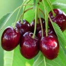 체리 이미지
