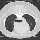 아프리카 동물의료센터 이미지