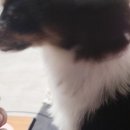 아이디덴탈 이미지