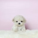 퍼피당강아지 안산본점 이미지