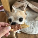 와와네 수제간식 이미지