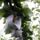 큰샘농원 이미지