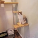 묘랑 고양이 전문호텔 이미지