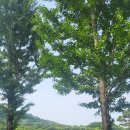 미스바리깡 - 포항시 북구 | 경기도 용인시 레이크사이드CC 동코스 라운딩 후기.