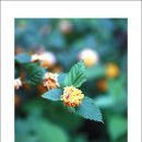 무네미로 이미지