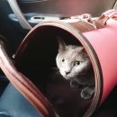 동산동물병원 이미지