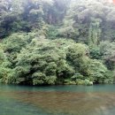 제주 천지연 담팔수 자생지 이미지